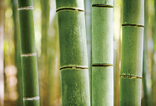 bambusu